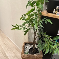 【無料】観葉植物 フェイクリーフ
