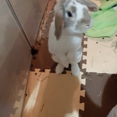 うさぎ　4才 - その他