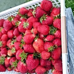 不要な果樹移植しまして生かします。