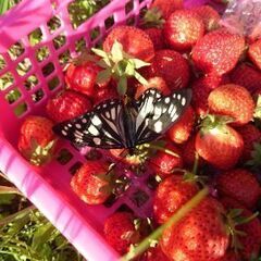 不要な果樹移植しまして生かします。 − 奈良県
