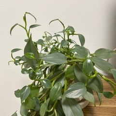 観葉植物の画像