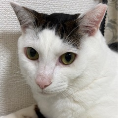 急募　猫オス　2匹います