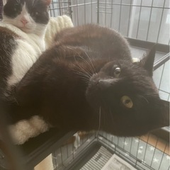 黒猫くん♂生後5〜6ヶ月程度(3月16日更新) − 熊本県