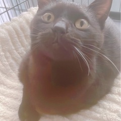 黒猫くん♂生後5〜6ヶ月程度(3月16日更新)