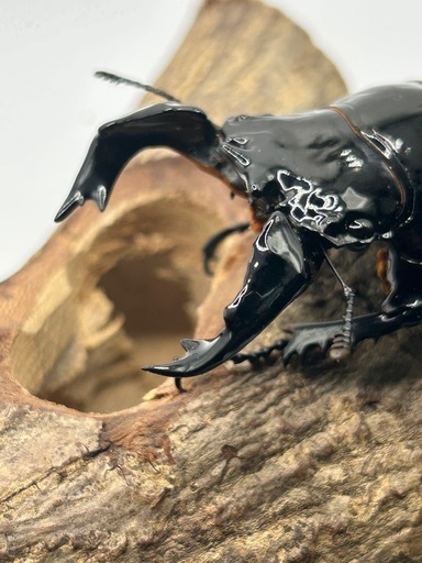 タランドゥスオオツヤクワガタ 雄85.5mm