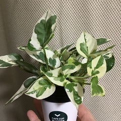 【受け渡しいたしました】ポトス（品種：エンジョイ）です。