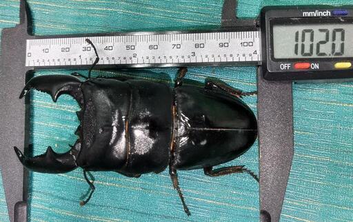大型スマトラオオヒラタクワガタ爆産セット(世子) 102mm＋メス2匹(同腹、別腹)