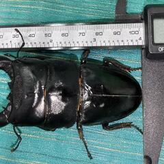 大型スマトラオオヒラタクワガタ爆産セット(世子) 102mm＋メ...