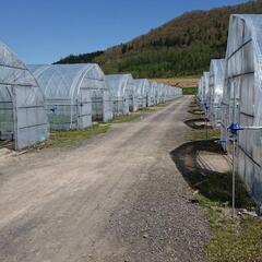 短期農作業スタッフ募集。の画像