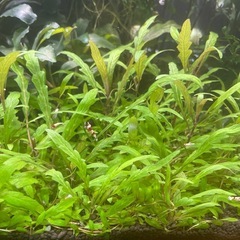 水草各種の画像