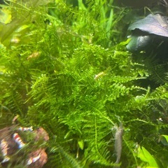 水草各種の画像