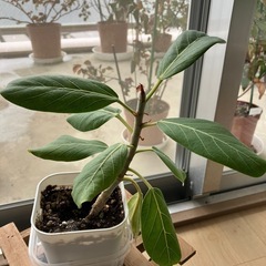 観葉植物　ベンガレンシス3.5号②