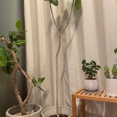 フィカスウンベラータ　観葉植物