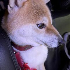 迷子のわんちゃん　今津町 - 福山市