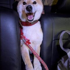 迷子のわんちゃん　今津町 - 手伝いたい/助けたい