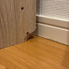 LOWYA チェストの画像