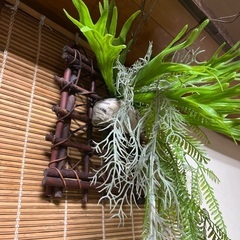 コウモリ蘭フェイクグリーンと流木の画像