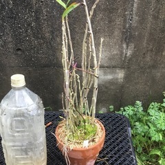 セッコク　薩摩紅