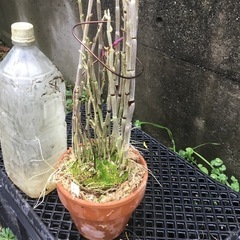 セッコク　薩摩紅の画像