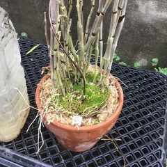 セッコク　薩摩紅の画像