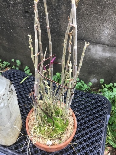 セッコク　薩摩紅