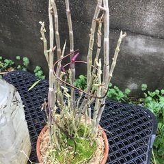 セッコク　薩摩紅の画像