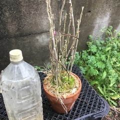 セッコク　薩摩紅の画像