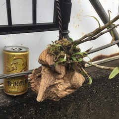 セッコク　黄花の画像