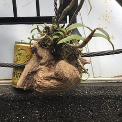 セッコク　黄花の画像