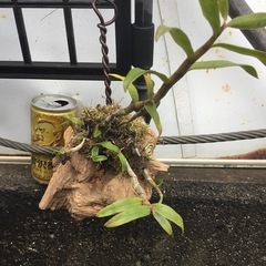 セッコク　黄花の画像