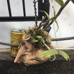 セッコク　黄花
