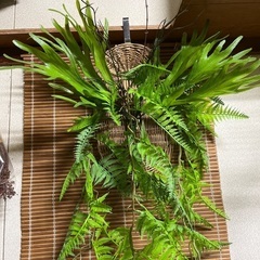 フェイクグリーン　コウモリ蘭とシダの画像