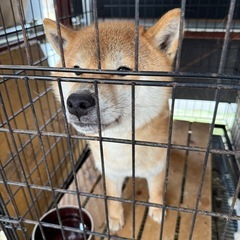 頭数制限により高齢ブリーダーさんとこからきました、