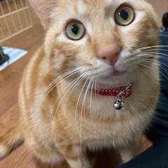 素敵な飼い主が見つかりました！観覧ありがとうございました🙇🏼1才...