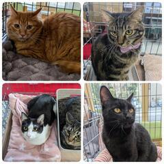 「あいねこの木」保護ニャン😺🐾御縁待ってる譲渡会🩷
