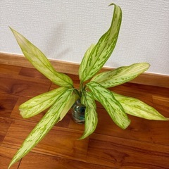 🌿①