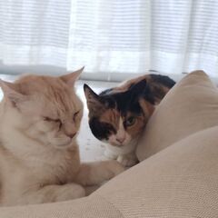 保護猫用のご飯、おやつ、猫砂など譲って頂けないでしょうか💦