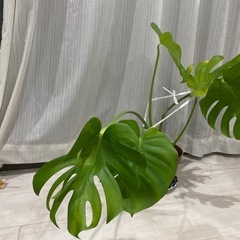 モンステラ　観葉植物の画像