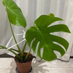 モンステラ　観葉植物の画像