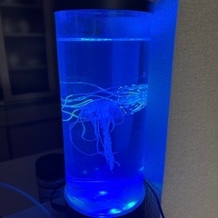 クラゲの泳ぐオシャレなインテリア
