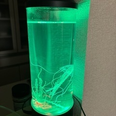 クラゲの泳ぐオシャレなインテリアの画像