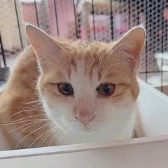 ⚽️🐈‍⬛茶白の猫さん🐈‍⬛⚽️