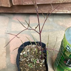 壺型クレマチス　昨年開花株の画像
