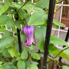 壺型クレマチス　昨年開花株の画像