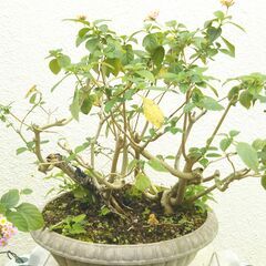 盆栽素材ランタナ七変化