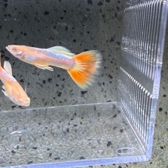 国産グッピー　RREAアクアマリンネオンタキシード　パンジー　　2ペア の画像