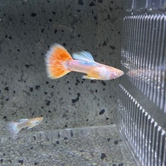 国産グッピー　RREAアクアマリンネオンタキシード　パンジー　　2ペア の画像