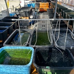 国産グッピー　RREAアクアマリンネオンタキシード　パンジー　　2ペア の画像