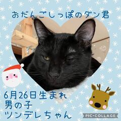 兄弟猫ですが別々でも・・・