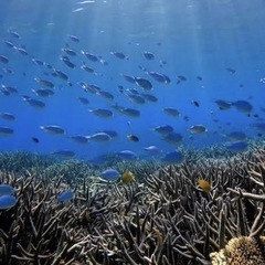 【受付終了】3月23日(日)国頭村でスキンダイビングします - 那覇市